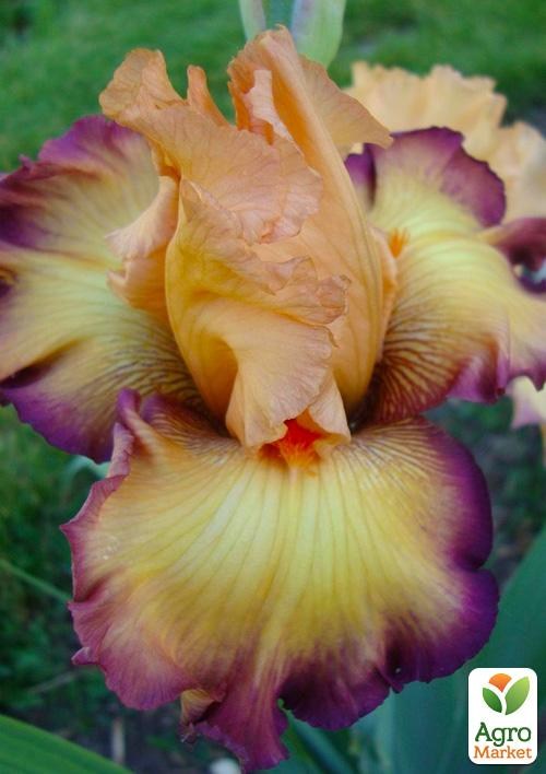 Ирис бородатый крупноцветковый "Matching Band"  1шт в упаковке