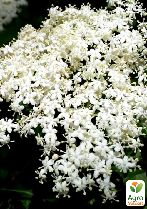 Бузина чорна "Хайдег" контейнер Р9 - фото 2