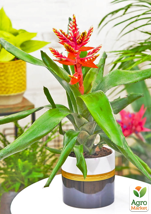 LMTD Ехмея пепіта "Elegant Flames" висота рослини 40-50см - фото 5