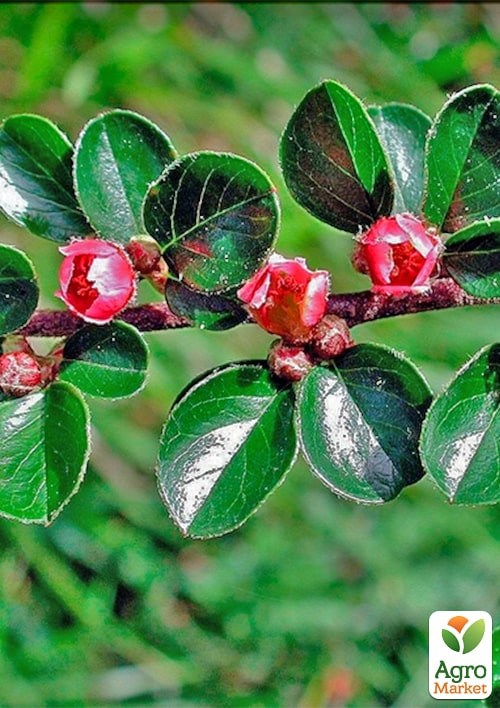 Кизильник горизонтальный медоносный "Joseph Decaisne" - фото 2