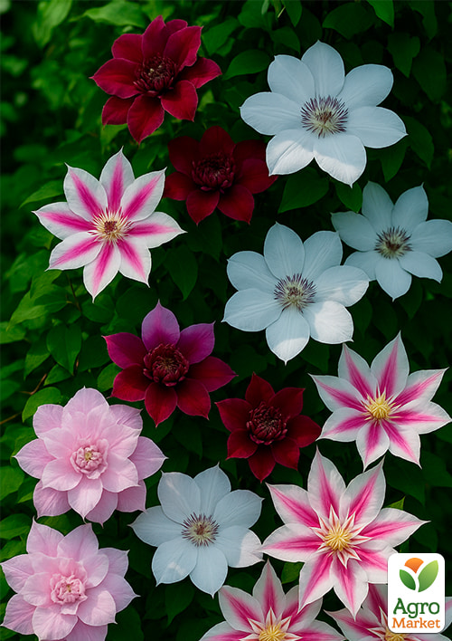 Клематис "Яскравий мікс" 5шт в упаковці