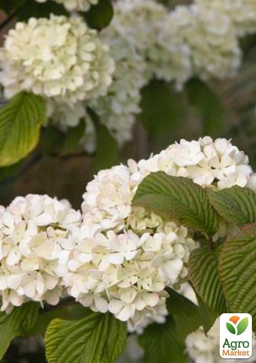 Калина складчатая "Janny"(Viburnum plicatum "Janny")