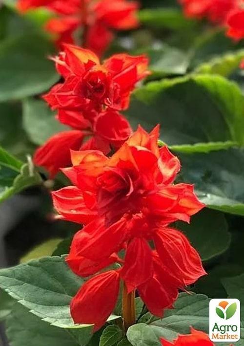 Сальвія блискуча "Везувій"