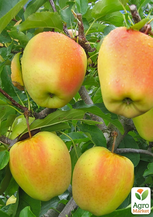Яблоня "Голден Перси" укорененная в контейнере (саженец 2 года) - фото 4