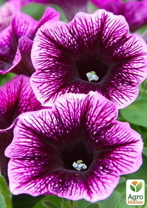 Петуния Go! Tunia "Purple Eye" (контейнер №10, высота 10-15см)