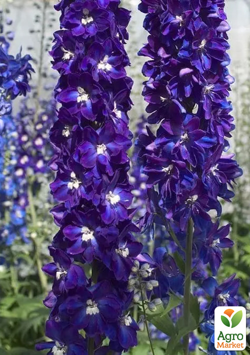 Дельфиниум Кендел "Violet Shades" ТМ "Vesna Select" 5шт - фото 3