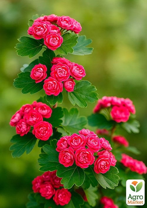 Глід декоративний "Пауль Скарлет" (Crataegus laevigata Pauls Scarlet)