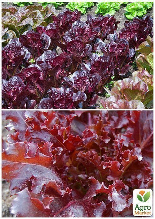 На вагу Салат "Малинова куля" ТМ "Весна" ціна за 5г - фото 3