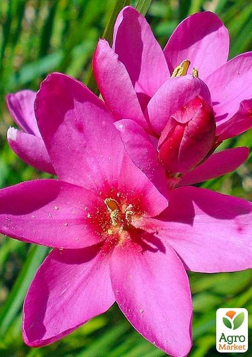 Иксия "Mabel" 5шт в упаковке - фото 3