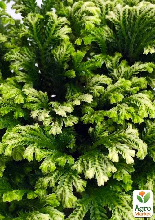 Селагинелла "Jori" - фото 7