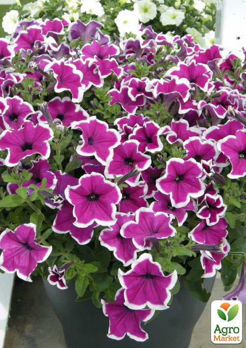 Петуния ампельная Famous "Lilac Picotee" 