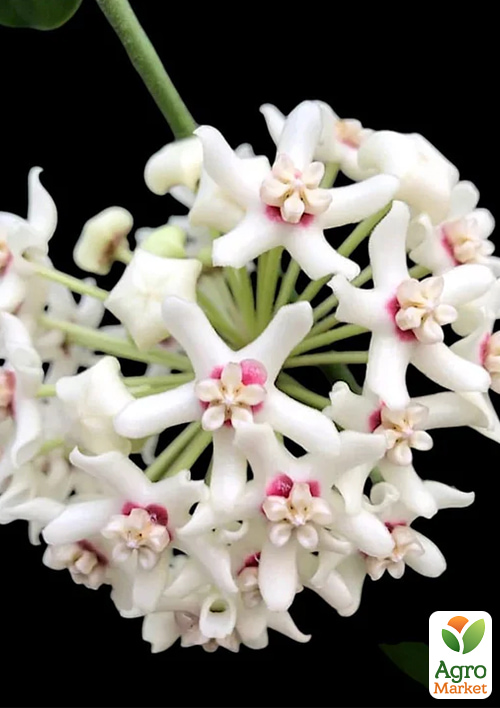 LMTD Хойя австралійська "Blondie" 15-25см - фото 5