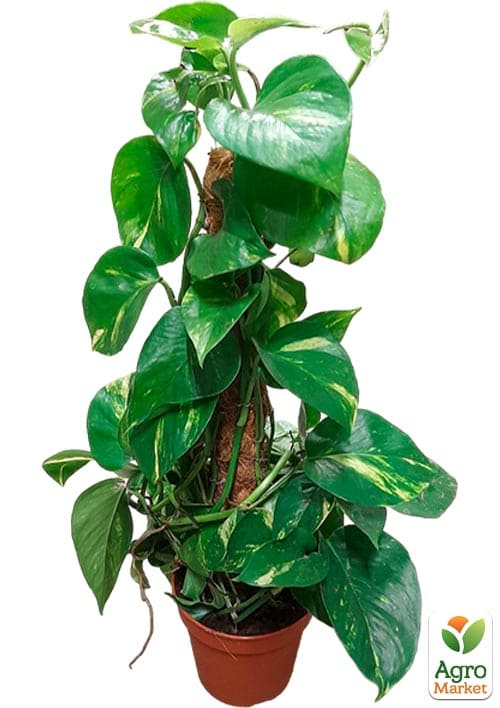 LMTD Эпипремнум на опоре "Aureum" высота 40-60см - фото 5