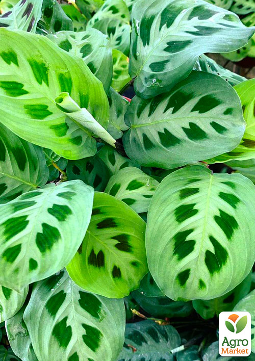 Маранта "Kerchoveana" - фото 8