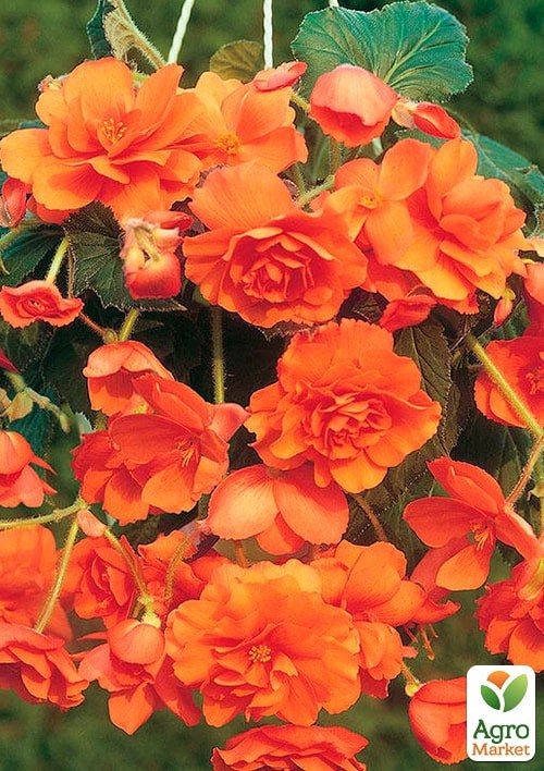Бегонія ампельна "Афродіта" ТМ "Vesna Exclusive" 5шт