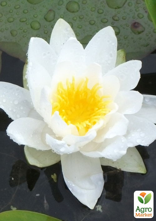 Нимфея "Marliacea Albida"