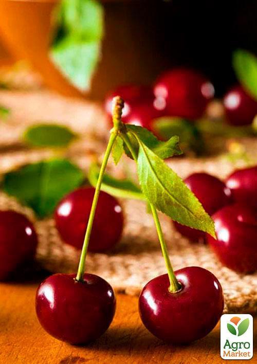 Вишня "Малятко" (літній сорт, ранній термін дозрівання) - фото 4
