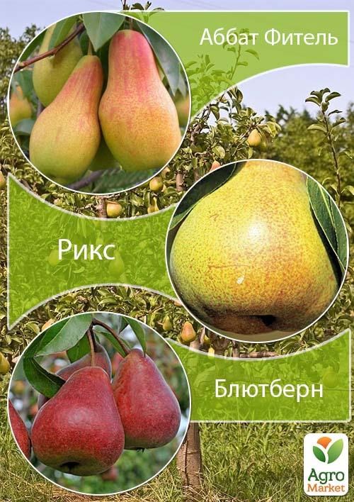 Дерево-сад Груша "Аббат Фитель+Рикс+Блютберн" 