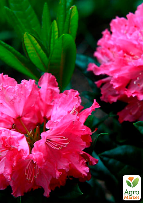 рододендрон Haaga - фото 5