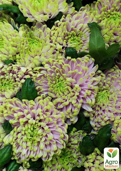 Хризантема  "Woodstock Pink" (низкорослая крупноцветковая) - фото 2