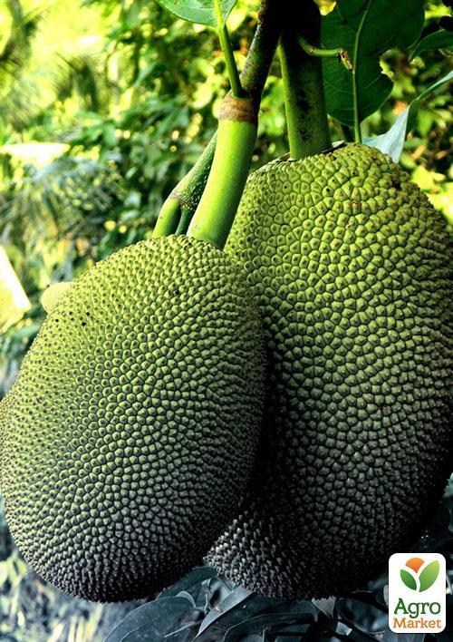 Джекфрут "Незвичайний" ТМ "Vesna Exclusive" 10шт - фото 5