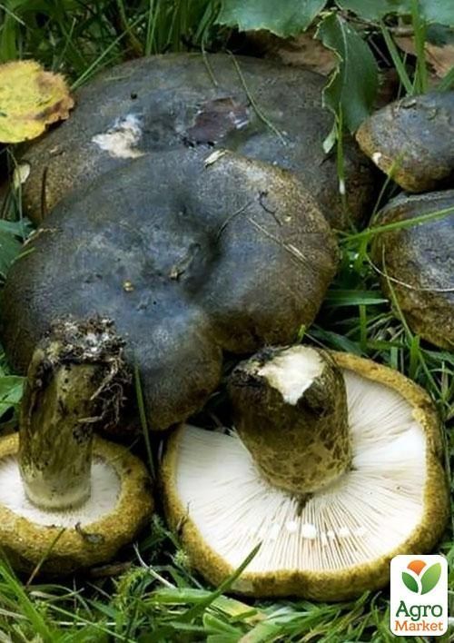 Сухой зерновой мицелий "Груздь черный" 100г