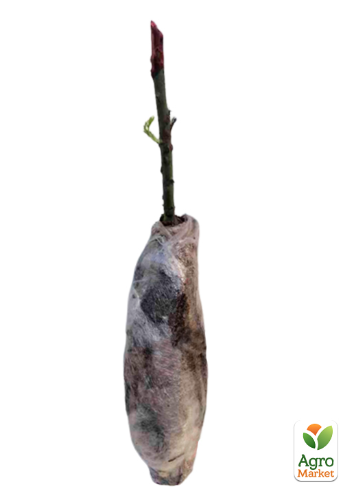 Троянда Уціночна (Мікс сортів) клас А - фото 4