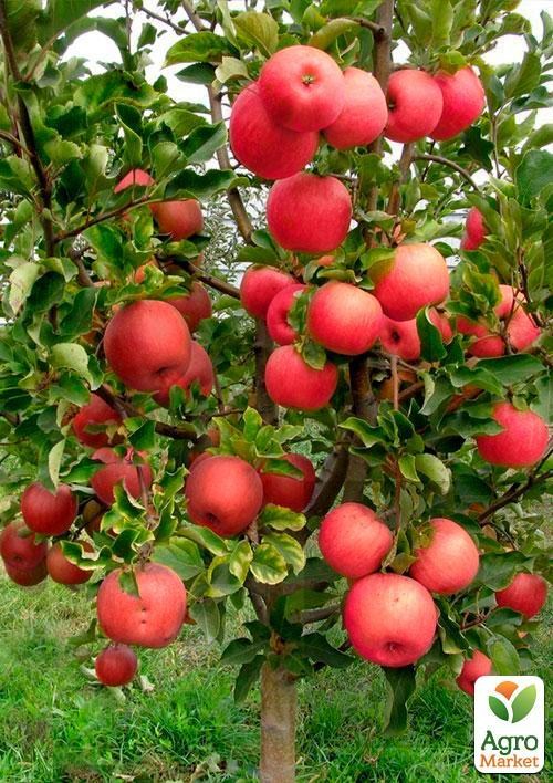 Эксклюзив! Дерево-сад Яблоня "Деличия+Амулет+Дельбар"