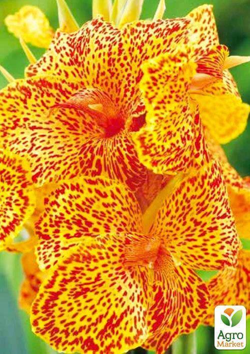 Канна "Picasso" 1шт в упаковці - фото 3