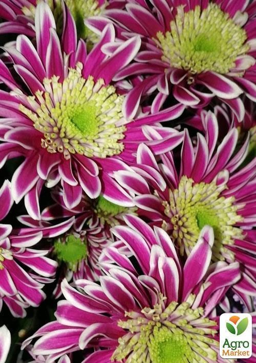 Хризантема кущова "Saba Dark"