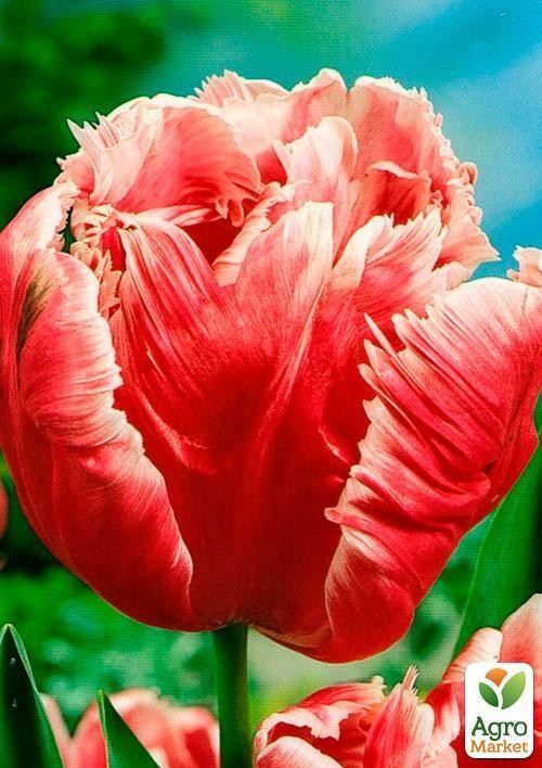 Тюльпан "Destiny" 3шт в упаковке