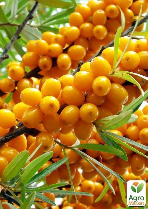 Обліпиха "Чуйська солодка" (хлопчик + дівчинка) комплект 2шт (ранній термін дозрівання)