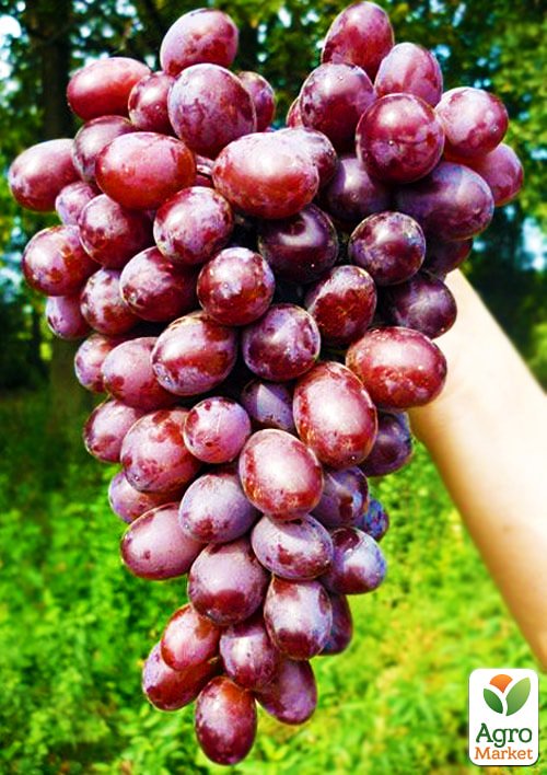 Виноград "Шоколадний" (середній термін дозрівання, самозапилюватися)
