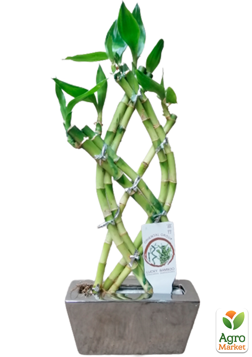 LMTD Бамбук Сандера "Dracaena sanderiana" (висота 20-30см) - фото 5