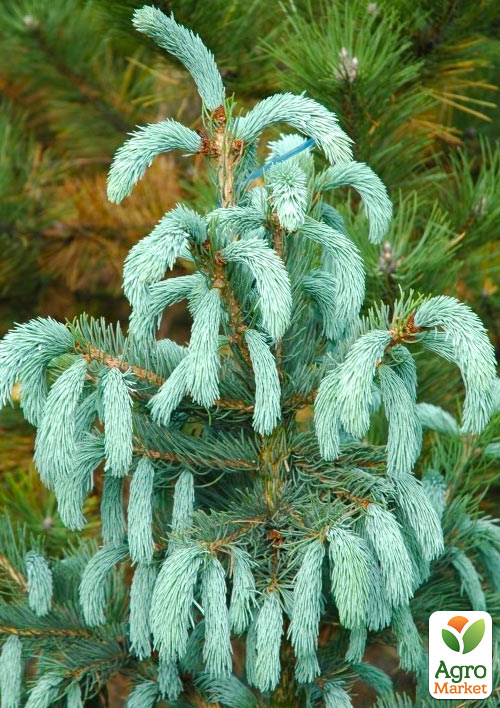 Ялина Енгельмана "Picea Engelmannii Glauca" (горщик P9) 1 саджанець в упаковці - фото 5