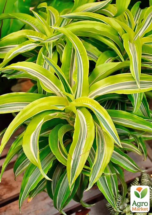 LMTD Драцена "Lemon Lime" (высота 20-30см) - фото 6