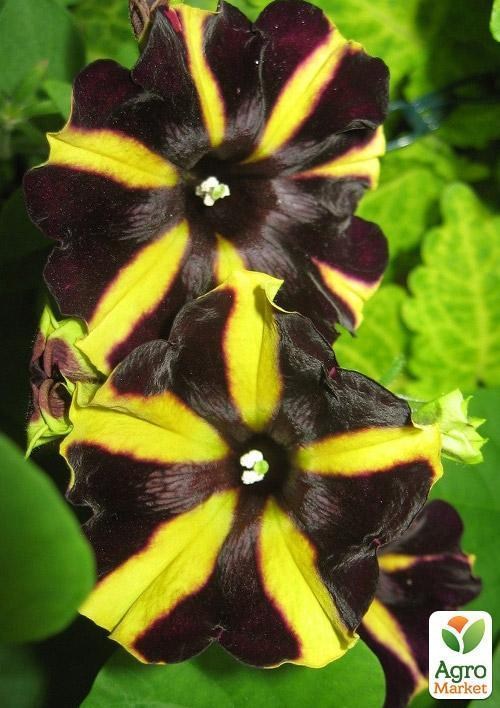 Петуния ампельная Crazytunia "Knight Rider" (контейнер №10, высота 10-15см) - фото 2