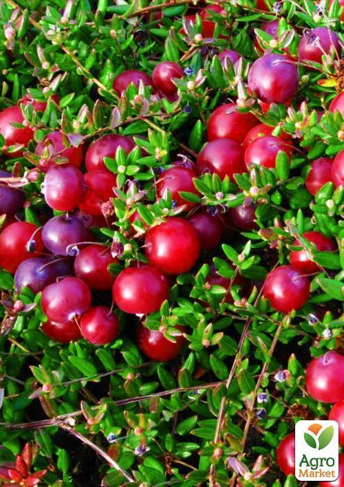 Клюква "Бергман" (Bergman) (средний срок созревания, один из самых урожайных сортов)