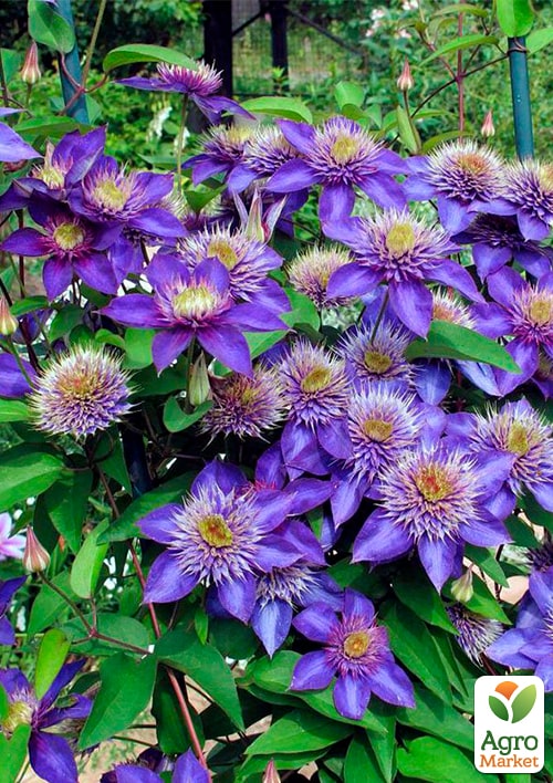 Клематис 2-х летний "Multi Blue" С2 - фото 4