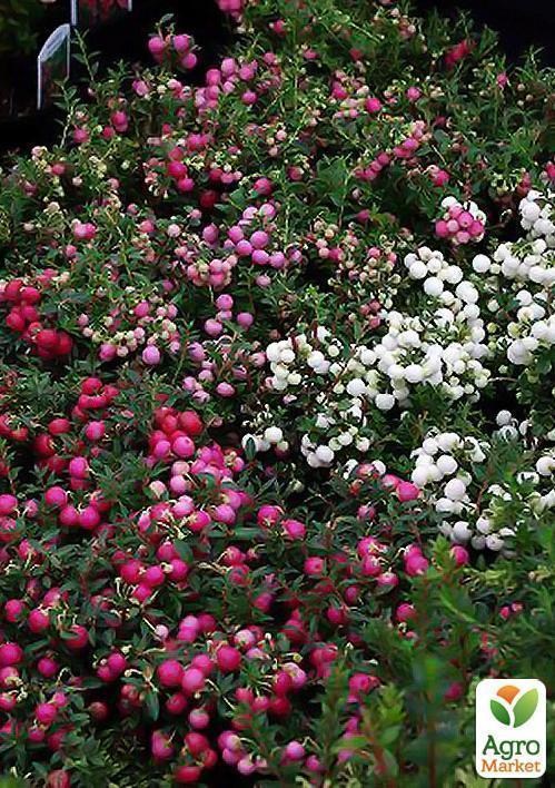 Гаультерия "Gaultheria Pernettya" дм 9 см выc 15 см