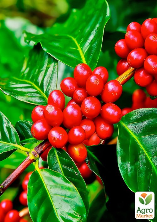 Кава 2х-річна "Арабіка" висота 25-50см - фото 3