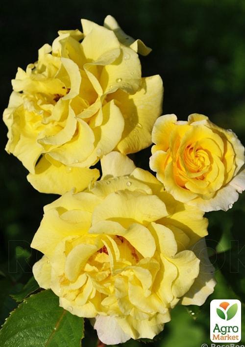 Троянда плетиста "Голден Шауерс" (саджанець класу АА +) вищий сорт - фото 4