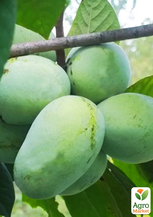 Азимина трилоба "Девис" (Davis) вазон Р9, высота 10-15см