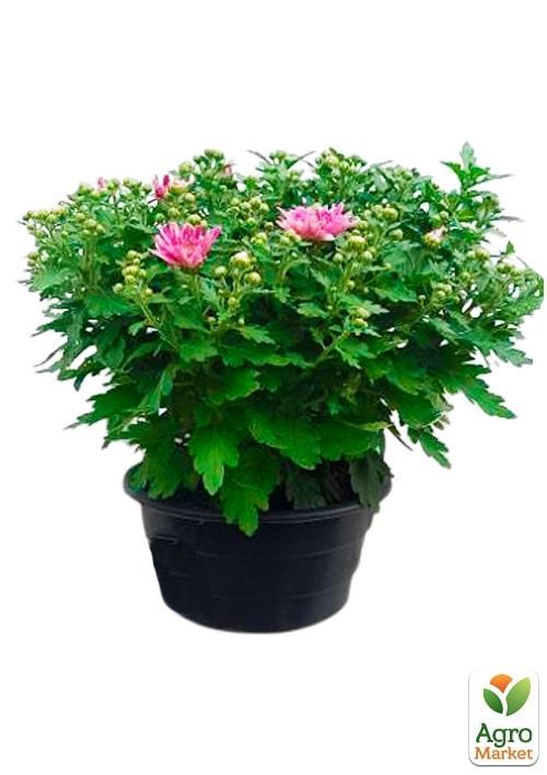 Хризантема Садовая "Avalon Pink" (высота 30-50см) - фото 2