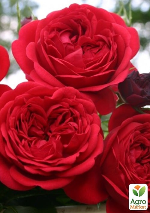 Роза в контейнере флорибунда "Rotkappchen" (саженец класса АА+) - фото 4