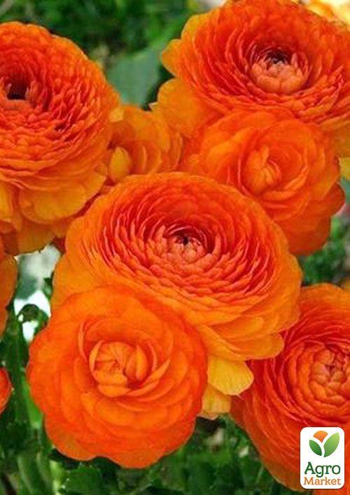 Лютики (Ранункулюс) "Orange 986" (розмір 5/6, великий) 5шт в упаковці