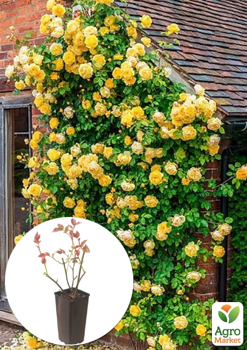 Роза плетистая "Foxtrot" в контейнере, высший сорт