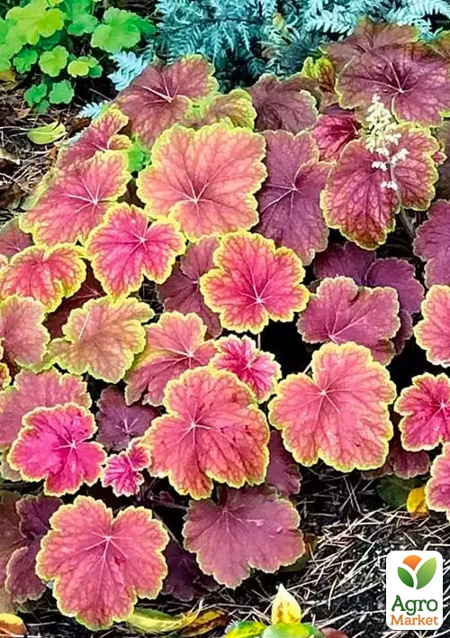 Гейхера (Heuchera) "Delta Dawn" С1 (высота 15-30см)