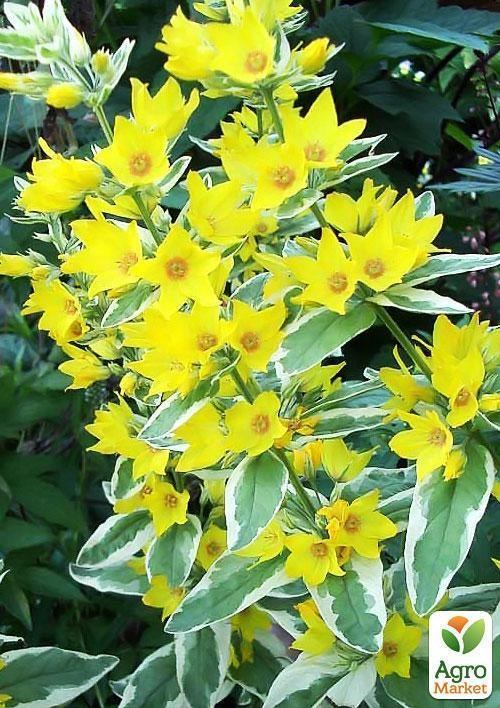 Вербейник точечный - фото 2