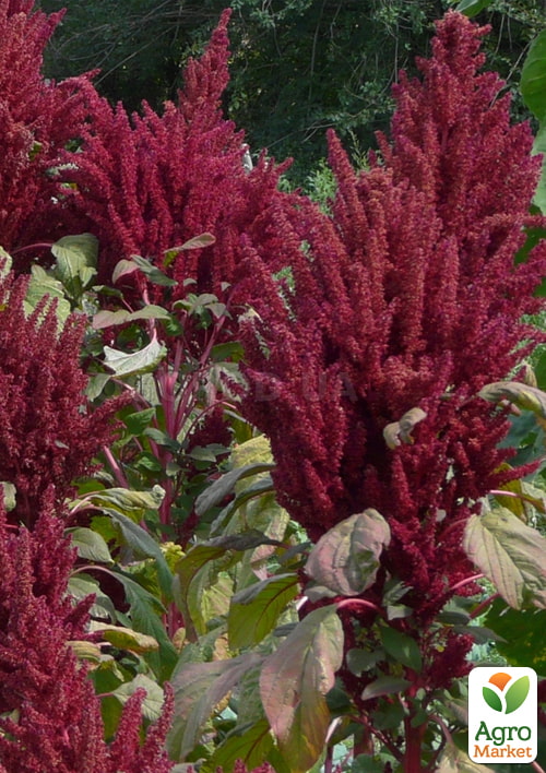 Амарант "Спаситель" ТМ "Vesna Select" 300шт - фото 3